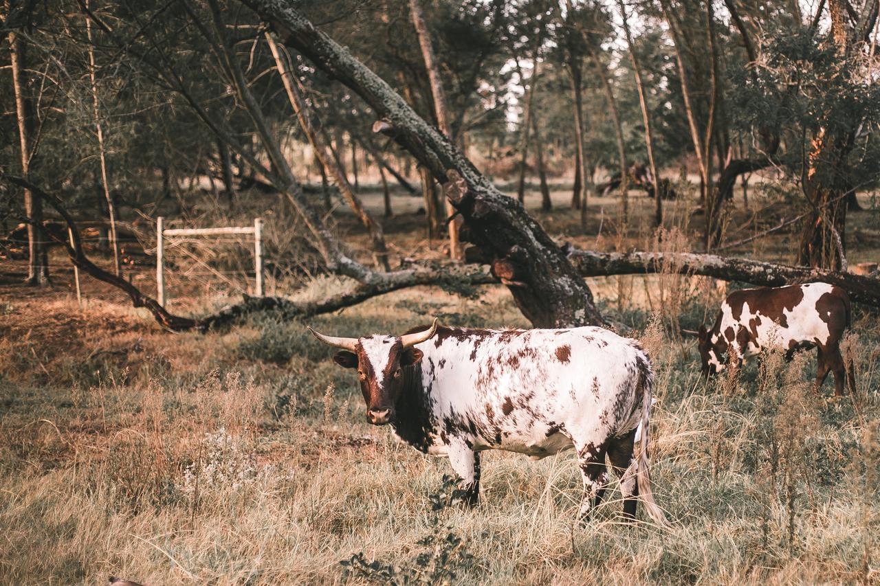 Bella Manga Country Escape ξενώνας Plettenberg Bay Εξωτερικό φωτογραφία
