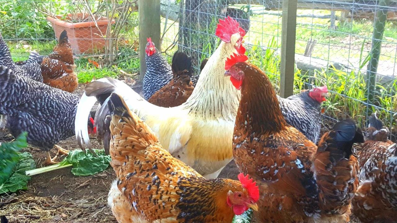 Bella Manga Country Escape ξενώνας Plettenberg Bay Εξωτερικό φωτογραφία